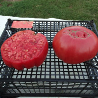 Насіння томату «Гігант Напа»