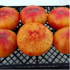 Насіння томату «Жовта Регіна»