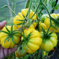 Tomato seeds «Yellow riffled»