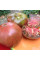 Насіння томату «BKX»