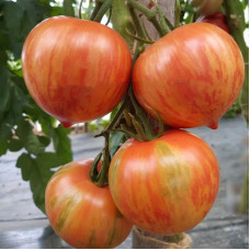 Насіння томату «Загострений рожево-смугастий + Козула 133»