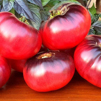 Tomato seeds «Aurora blue»