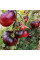 Tomato seeds «Aurora blue»