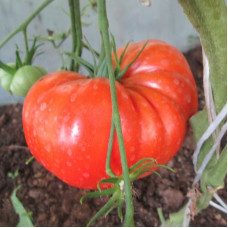 Tomato seeds «Big Zac»