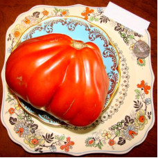 Насіння томату «Французькі червоні груші»