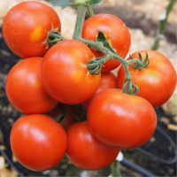 Tomato seeds «Region»