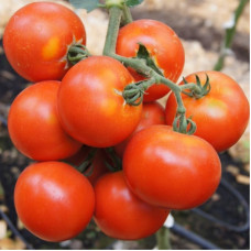 Насіння томату «Регіон»