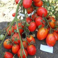 Tomato seeds «Lady»