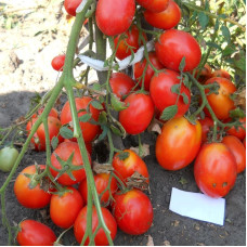 Насіння томату «Дама»