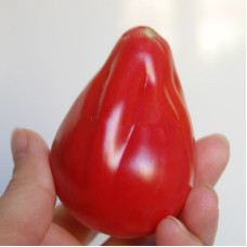 Насіння томату «Серпневий»