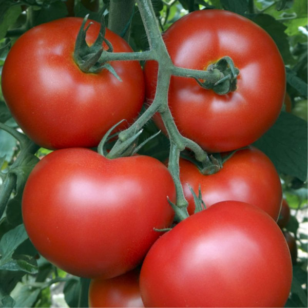 Tomato seeds «Turgoyak»