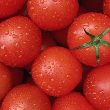 Tomato seeds «Record holder»