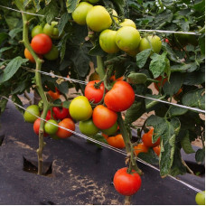 Tomato seeds «Etude»