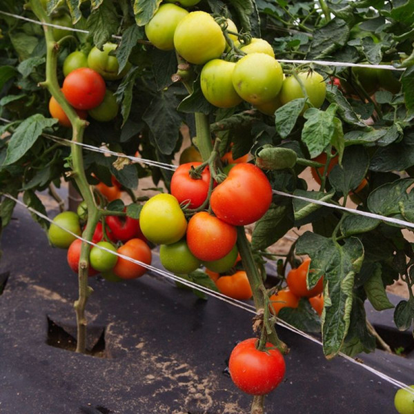 Tomato seeds «Etude»