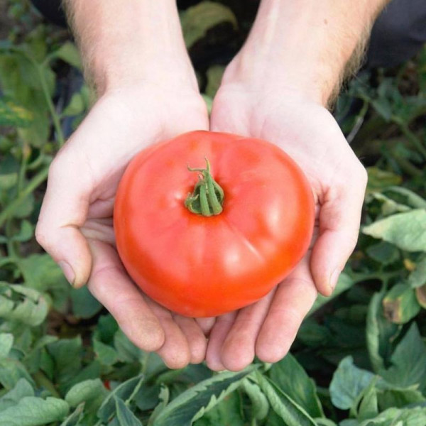 Tomato seeds «Florida 47» F1