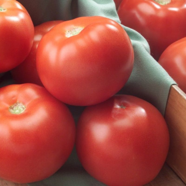 Tomato seeds «Florida 47» F1