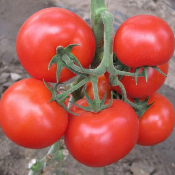 Tomato seeds «Aksay» F1