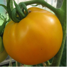 Насіння томату «Помаранчевий»