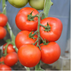 Tomato seeds «Abellus» F1