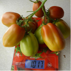 Насіння томату «Пастельні рукави»