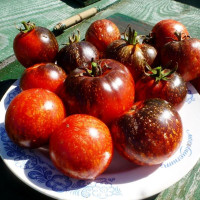 Tomato seeds «Blue fire»