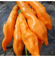 Hot pepper seeds «Aji Melocoton»