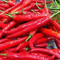 Hot pepper seeds «Er Jing Tiao»