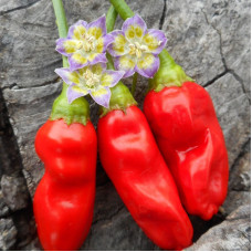 Hot pepper seeds «Purple flowered»