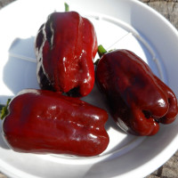 Hot pepper seeds «Jamaican Hot Chocolate»
