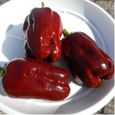 Hot pepper seeds «Jamaican Hot Chocolate»