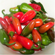 Hot pepper seeds «Jalapeno red»