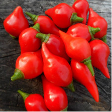 Hot pepper seeds «Biquinho red»