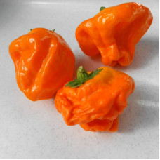 Hot pepper seeds «Mushroom yellow»