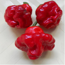 Hot pepper seeds «Mushroom red»