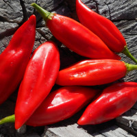 Hot pepper seeds «Rompedor»