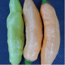 Hot pepper seeds «White Bhut Jolokia»