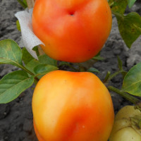 Hot pepper seeds «Alma paprika»