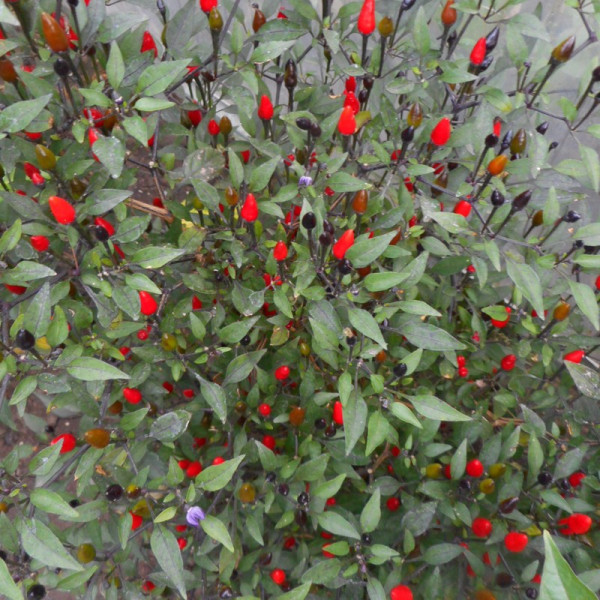 Hot pepper seeds «Mini purple»