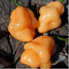 Hot pepper seeds «7 pot white»