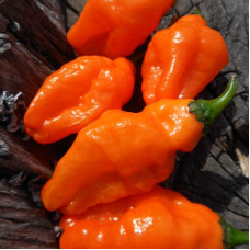 Hot pepper seeds «Scotch bonnet saraga»