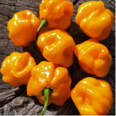 Hot pepper seeds «Petenero»