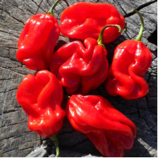 Hot pepper seeds «African habanero № 9598»