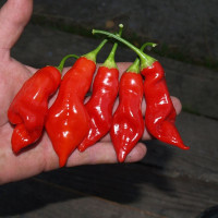 Hot pepper seeds «Sugar rush red»