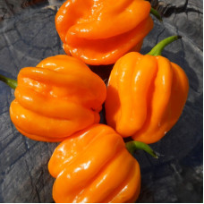 Hot pepper seeds «Saco de velho»