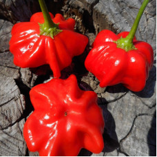 Hot pepper seeds «Brazilian starfish red»