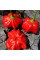 Hot pepper seeds «Brazilian starfish red»