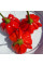 Hot pepper seeds «Brazilian starfish red»