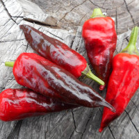 Hot pepper seeds «Comstock purple»