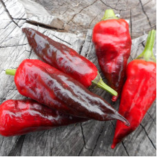 Hot pepper seeds «Comstock purple»