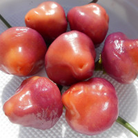 Hot pepper seeds «Cheiro roxa»